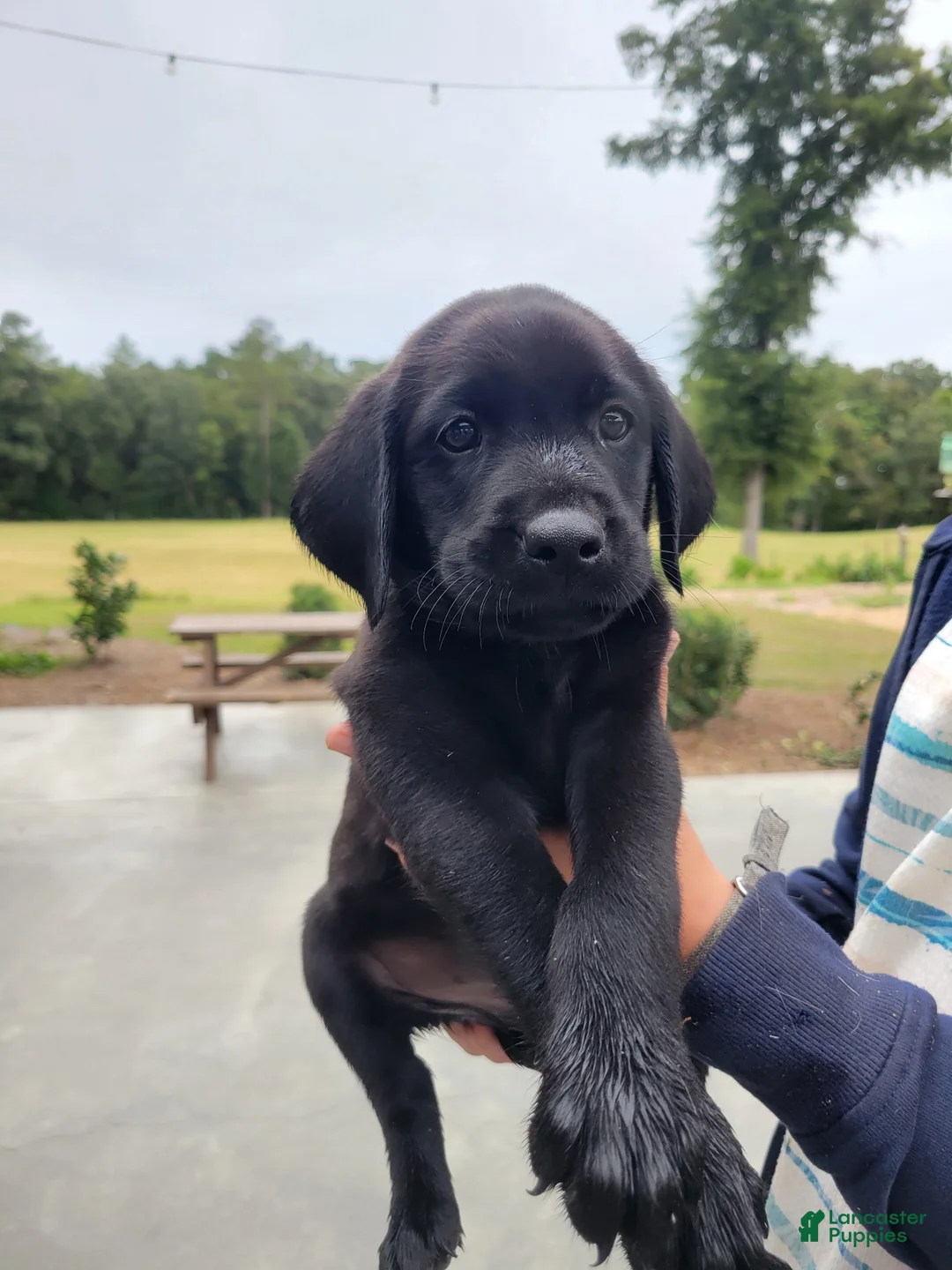 Labrador Retriever dogs for sale: Labrador Retriever 7 (green) - Ad 1