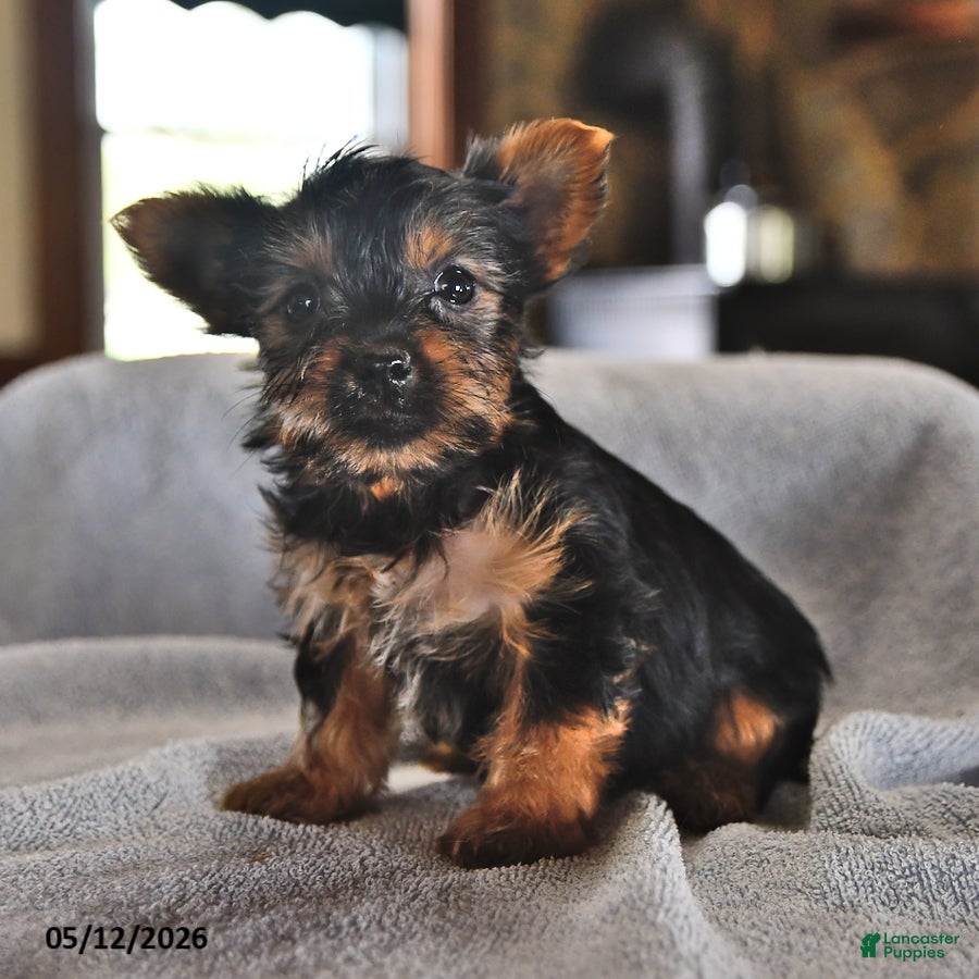 Yorkshire Terrier dogs Mo  - Ad 1