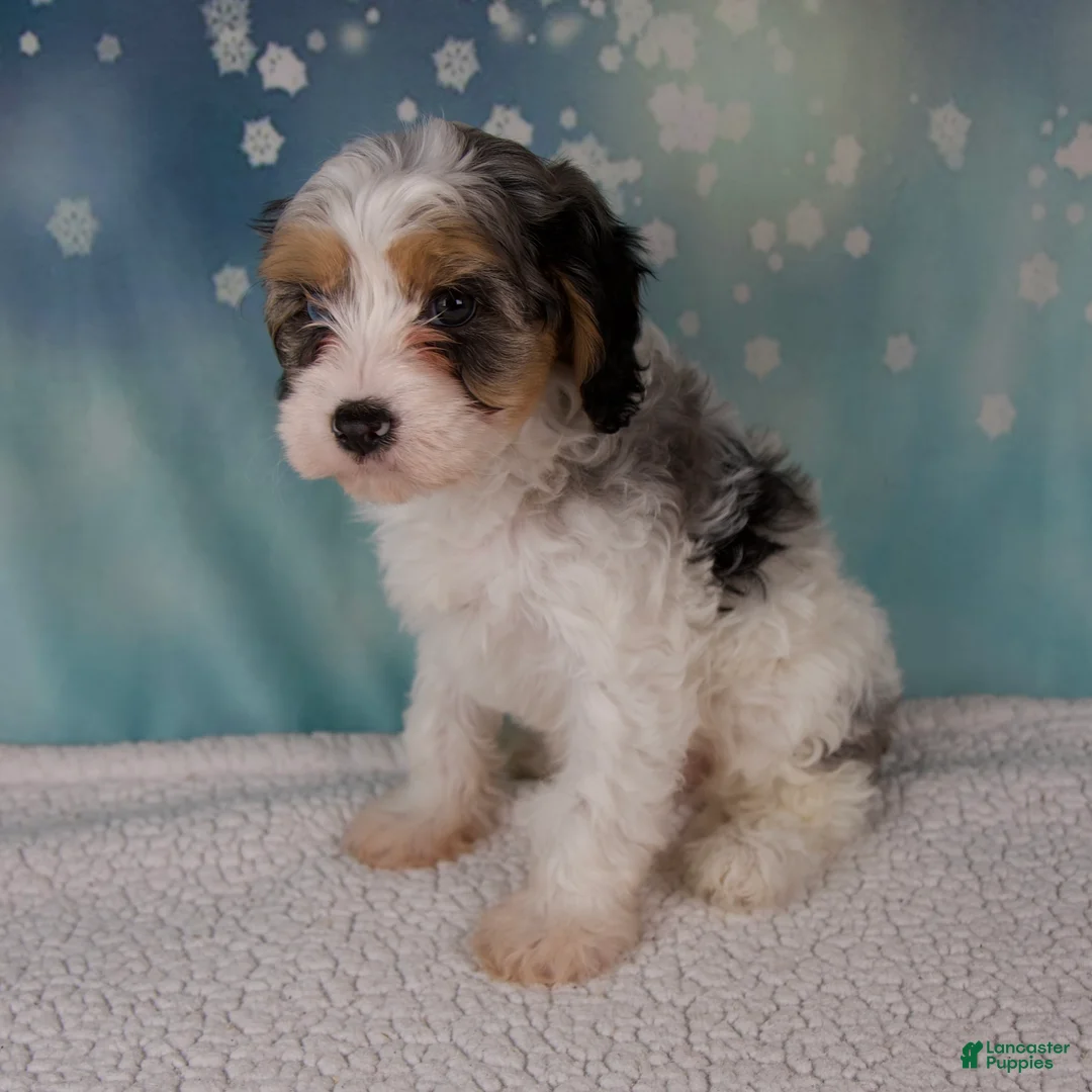 Cavapoo dogs for sale: Maggie - Ad 6