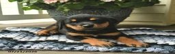 Rottweiler dogs for sale: Marigold  - Ad 3