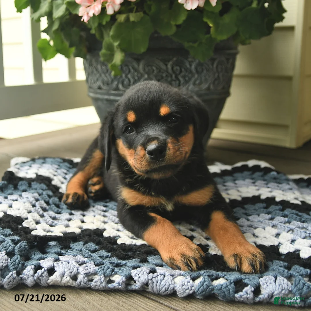 Rottweiler dogs for sale: Marigold  - Ad 3