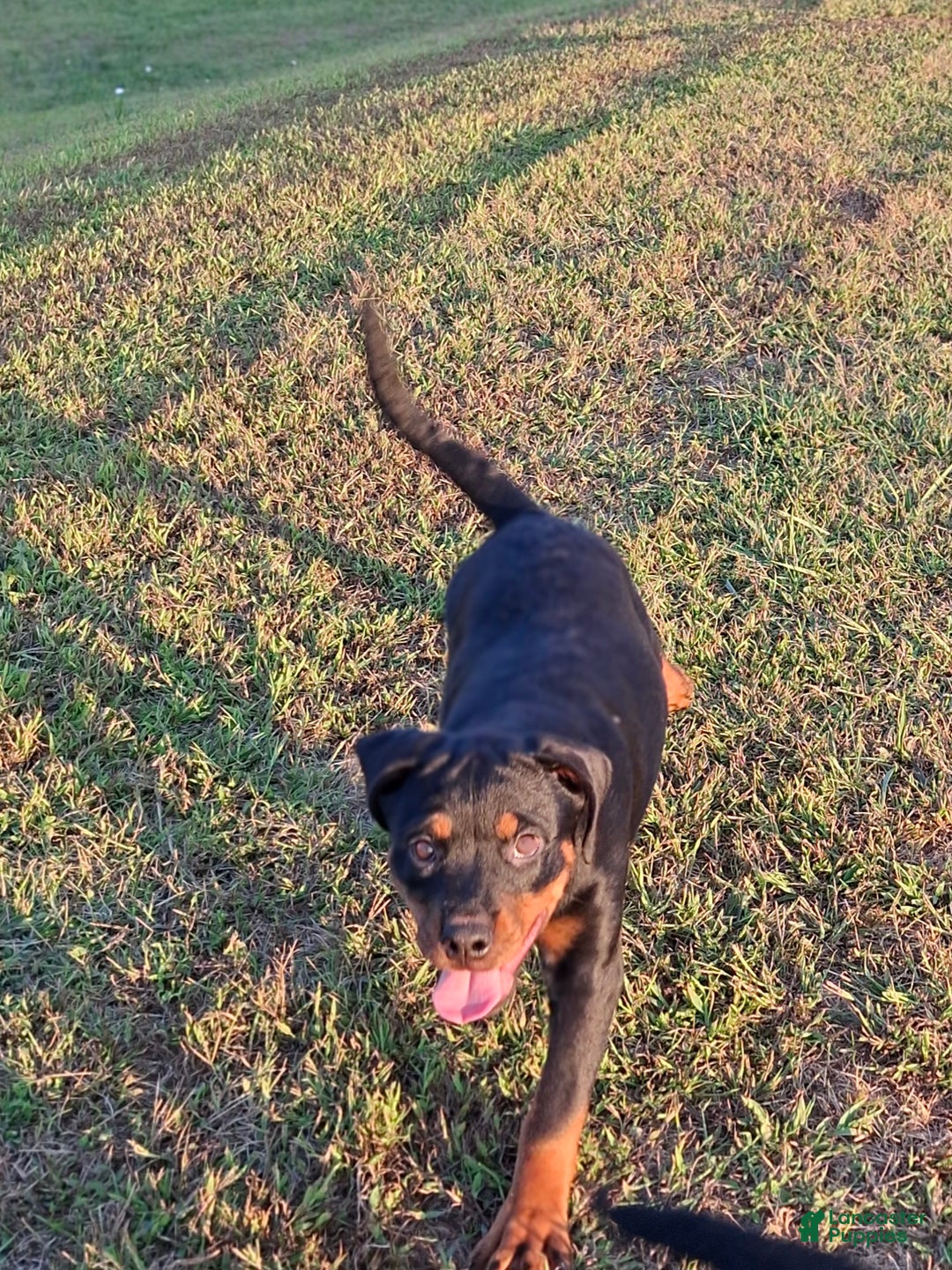 Rottweiler dogs for sale: Rottweiler Puppy 4 - Ad 3