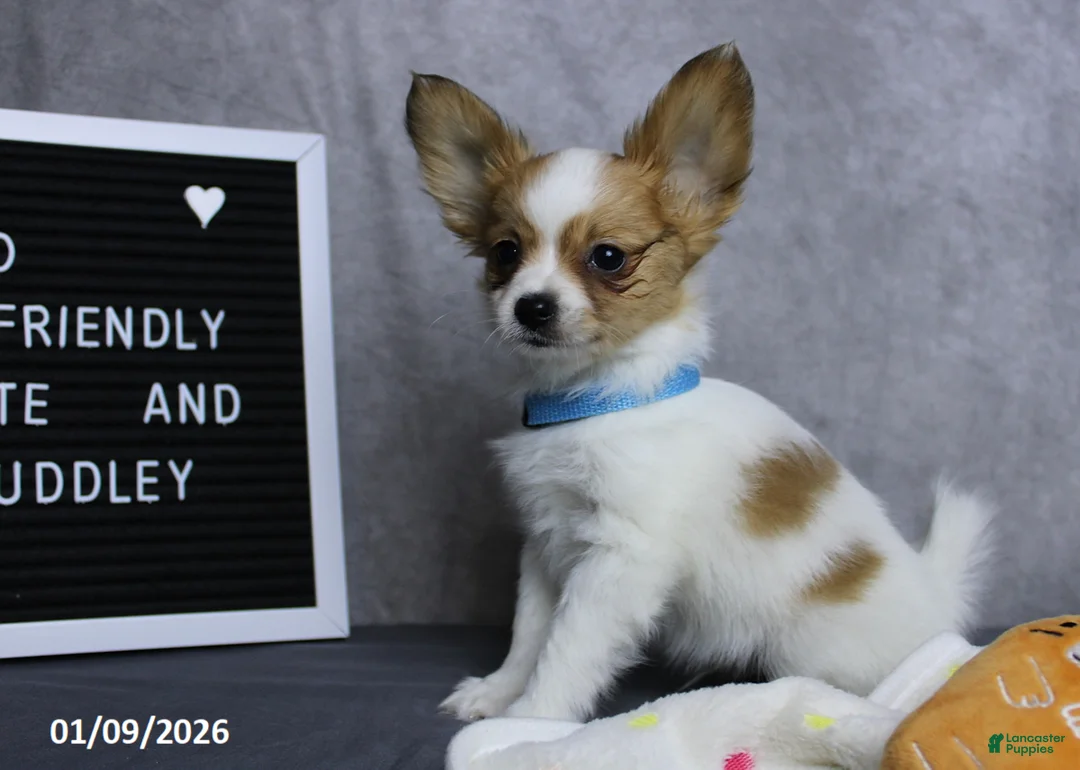 Papillon dogs for sale: Nobel - Ad 16