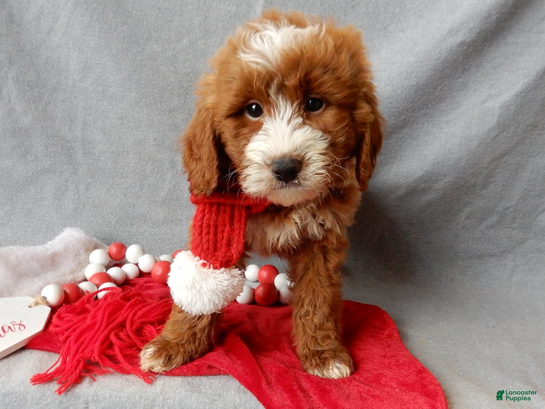 Mini Goldendoodle dogs for sale: Rusty - Ad 4
