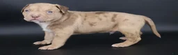 American Bully dogs for sale: Ra - XL - ABKC  - Ad 1
