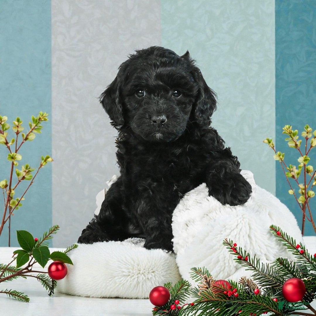 Cockapoo dogs for sale: cindy - Ad 6