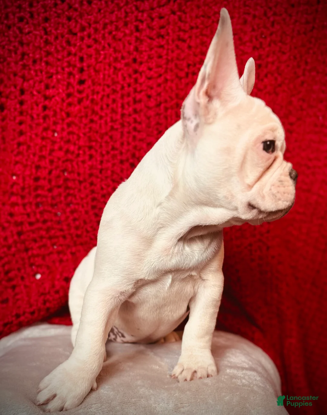 French Bulldog dogs for sale: Maislee - Ad 7
