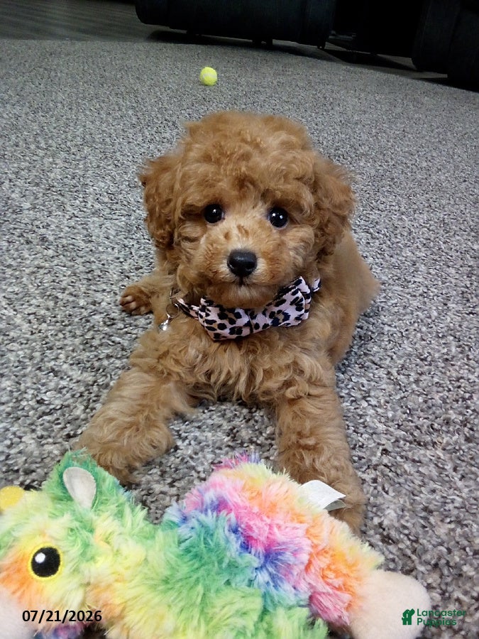 Toy Poodle dogs Rose   - Ad 1