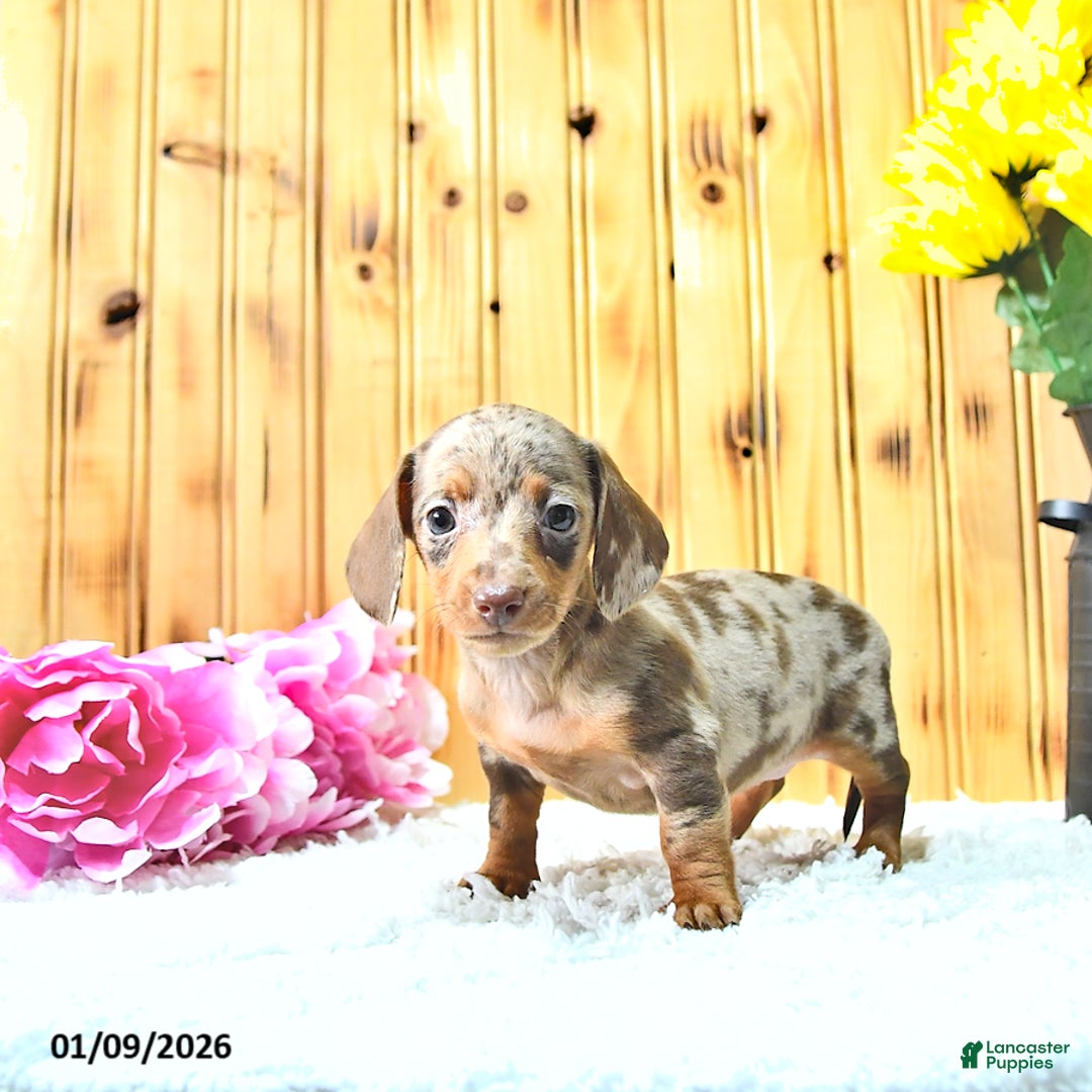 Miniature Dachshund dogs for sale: Mercy - Ad 2