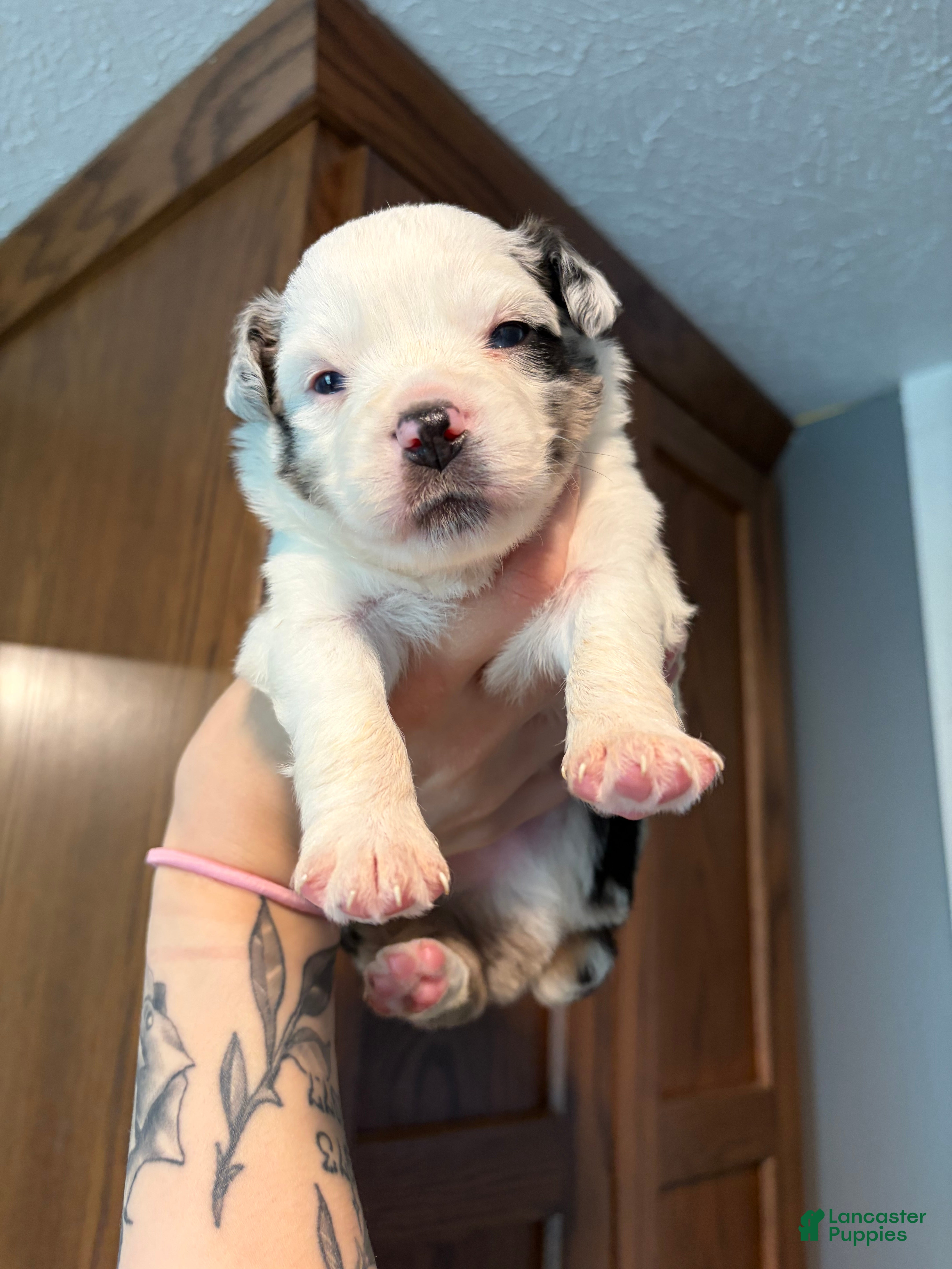 Miniature Australian Shepherd dogs Miniature Australian Shepherd Puppy #2 - Ad 40