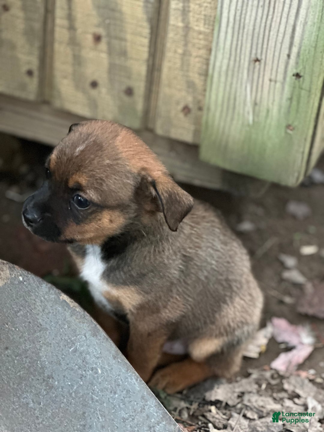 Mixed Breed dogs for sale: Chip - Ad 3