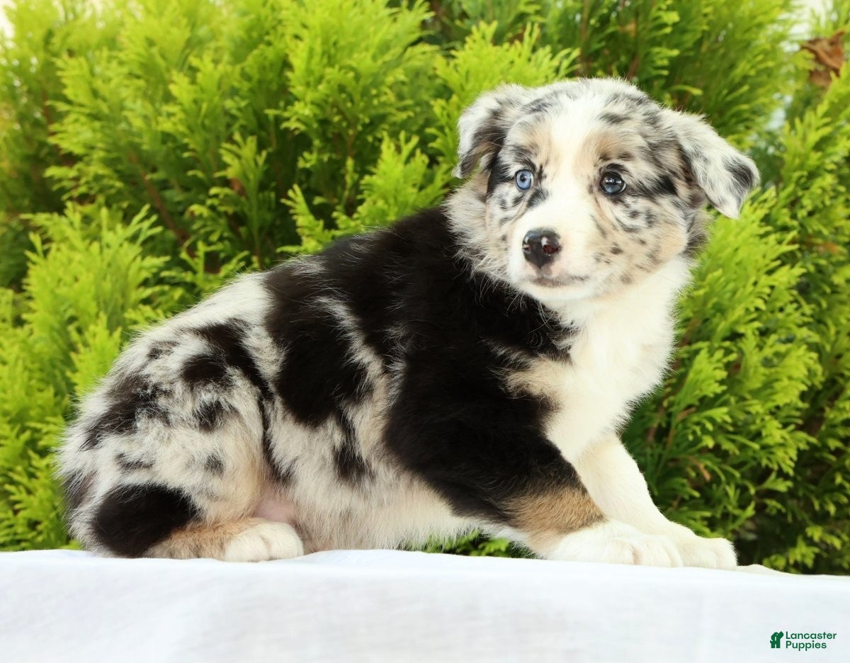 Australian Shepherd dogs for sale: Flower - Ad 6