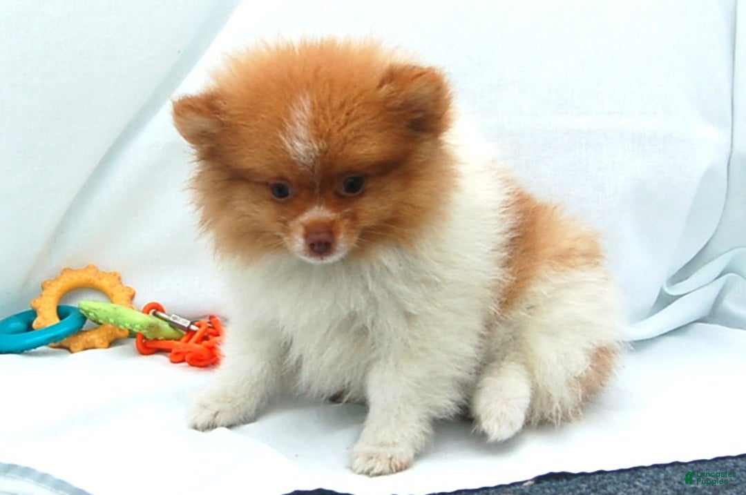 Pomeranian dogs for sale: Pomeranian Puppy 1 - Ad 3