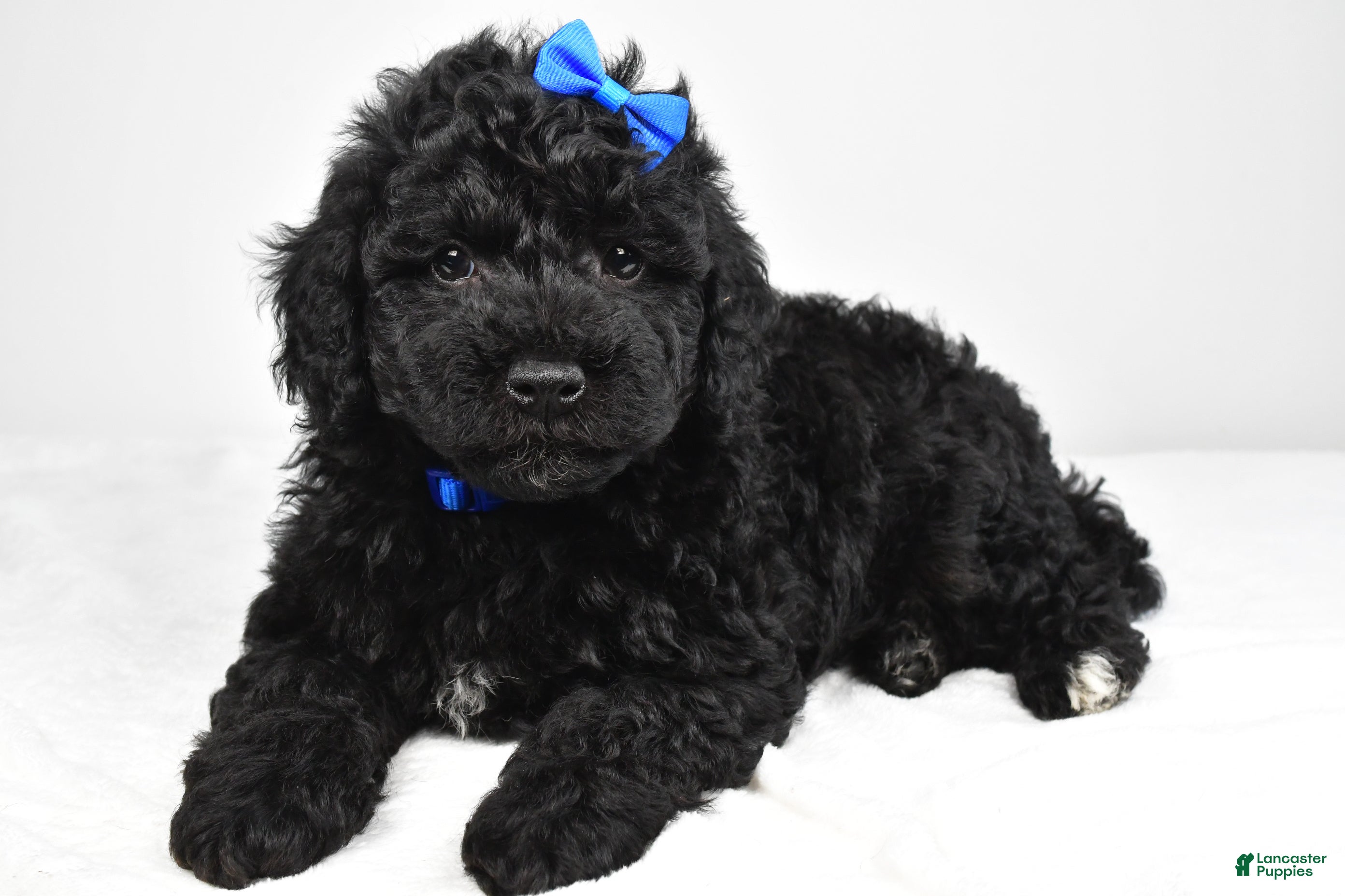 Mini Goldendoodle dogs Nikolaus - Ad 1