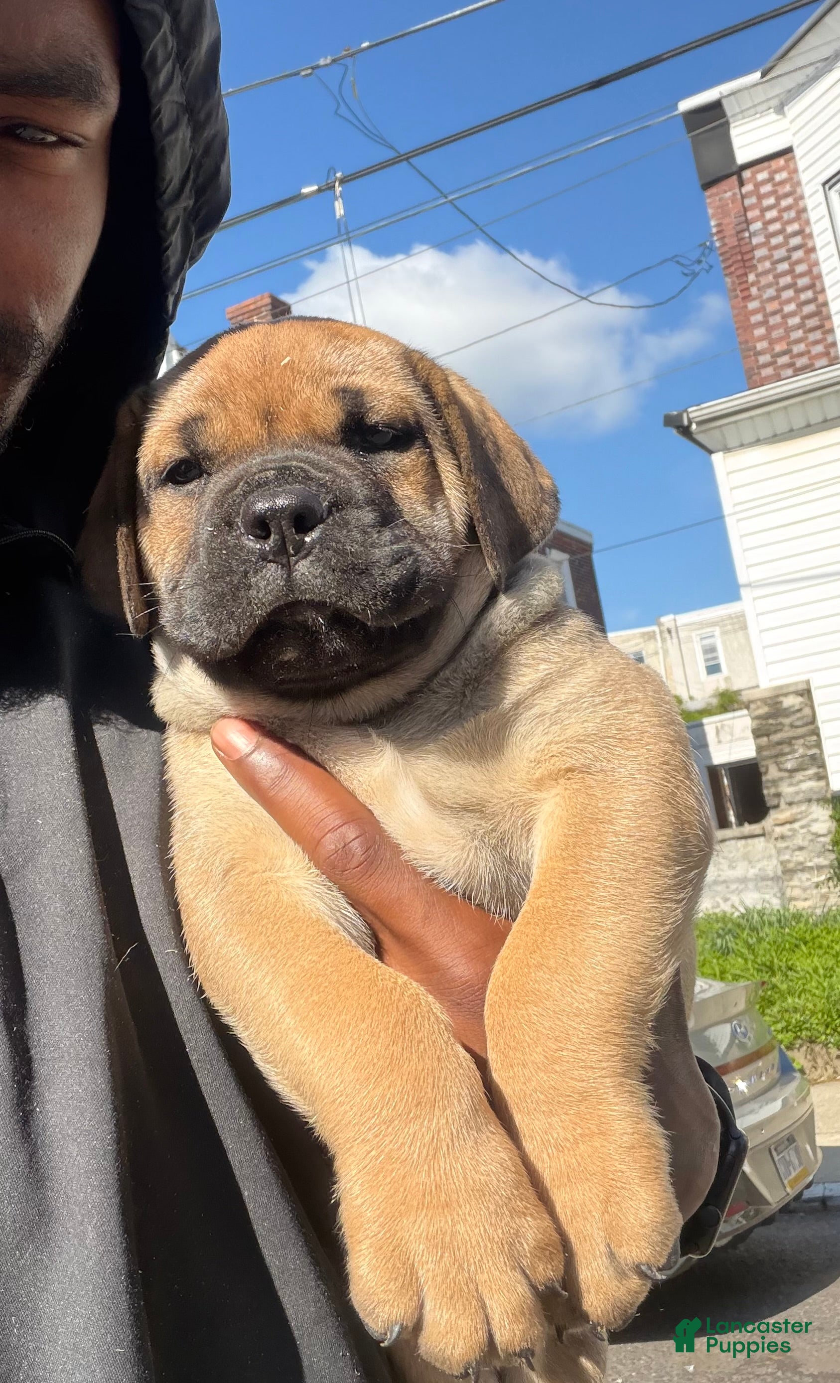 South African Boerboels dogs LGK TANK  - Ad 4