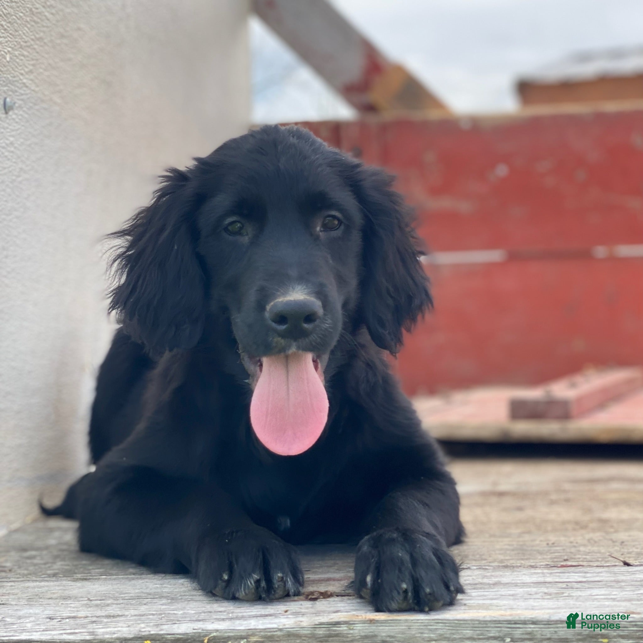 Mixed Breed dogs Max - Ad 21