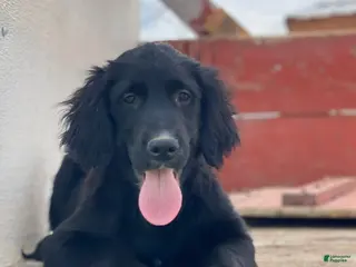 Mixed Breed dogs Max - Ad 21