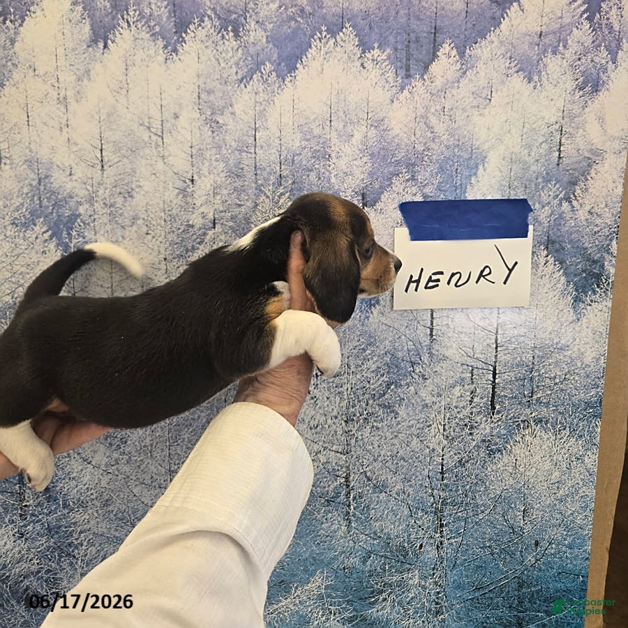 Beagle dogs Henry - Ad 9