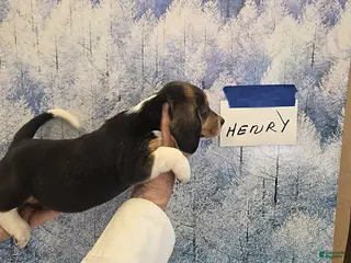Beagle dogs Henry - Ad 9