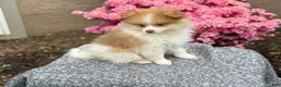 Pomeranian dogs for sale: Percy - Ad 10