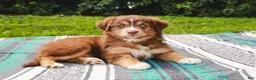 Australian Shepherd dogs for sale: Whisper - Ad 2