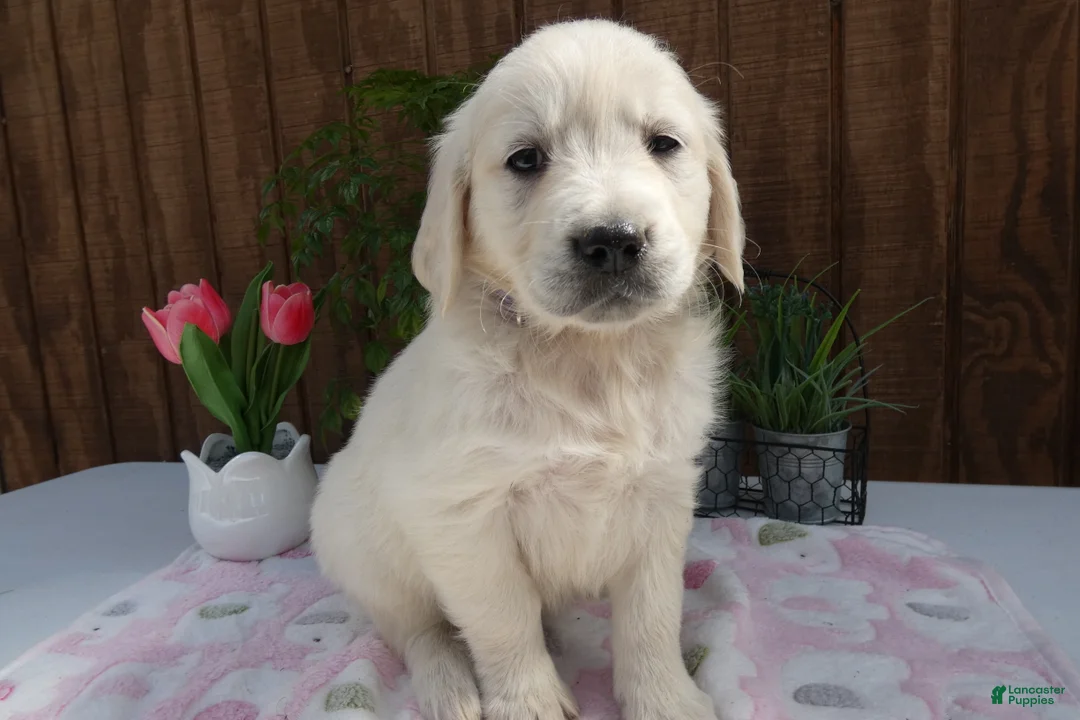 Golden Retriever dogs for sale: Golden Retriever 9 Tina - Ad 2