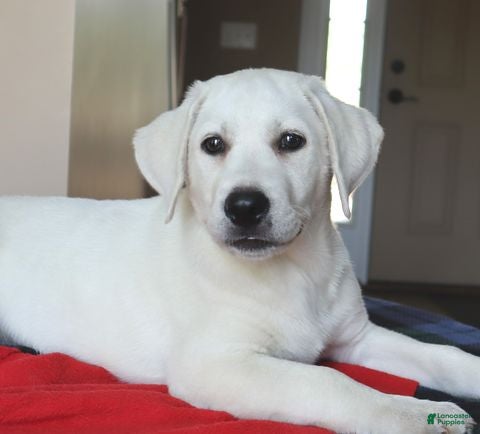 Labrador Retriever dogs Sugar - Champion line - Ad 2