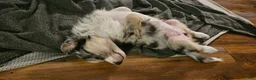 Miniature Australian Shepherd dogs for sale: Miniature Australian Shepherd Puppy 2 - Ad 16