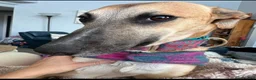 Mixed Breed dogs for sale: Journey - Ad 14