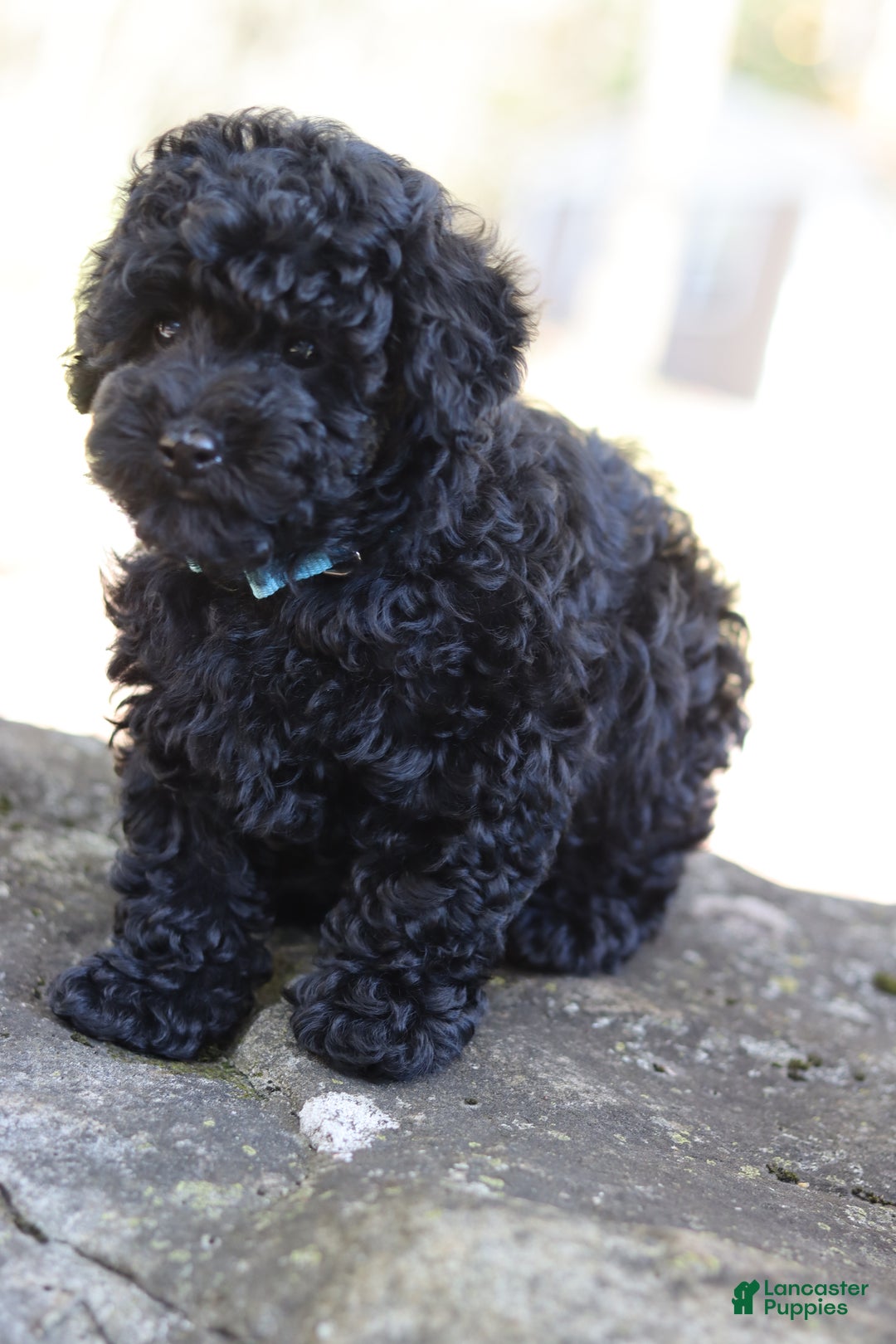 Miniature Poodle dogs for sale: Axel - Ad 3