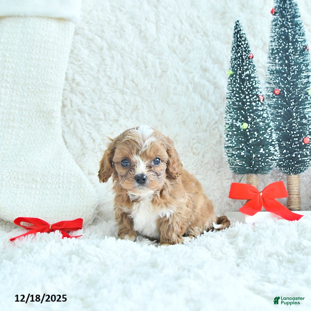Cavapoo dogs for sale: Frosty - Ad 2