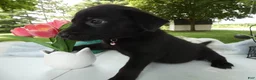 Sheprador dogs for sale: Sheprador 11 Monica - Ad 3