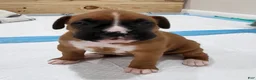 Boxer dogs for sale: BELLE - Ad 3