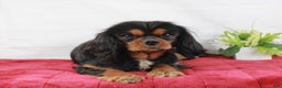 Cavalier King Charles Spaniel dogs for sale: Cavalier King Charles Spaniel Puppy 1 - Ad 4
