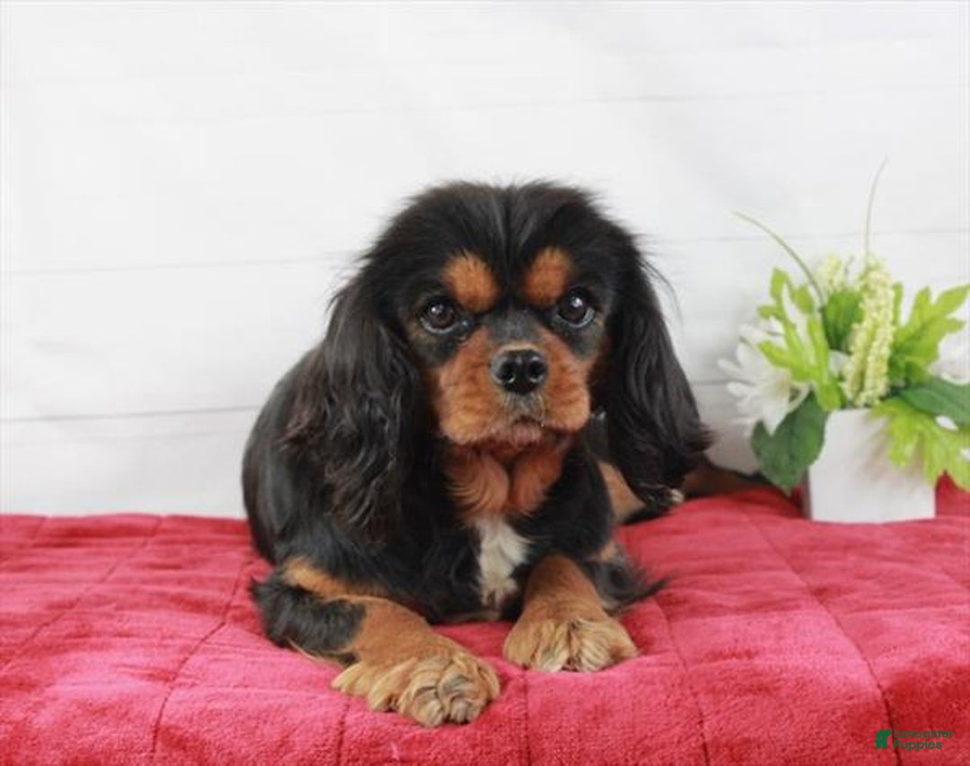 Cavalier King Charles Spaniel dogs for sale: Cavalier King Charles Spaniel Puppy 1 - Ad 4