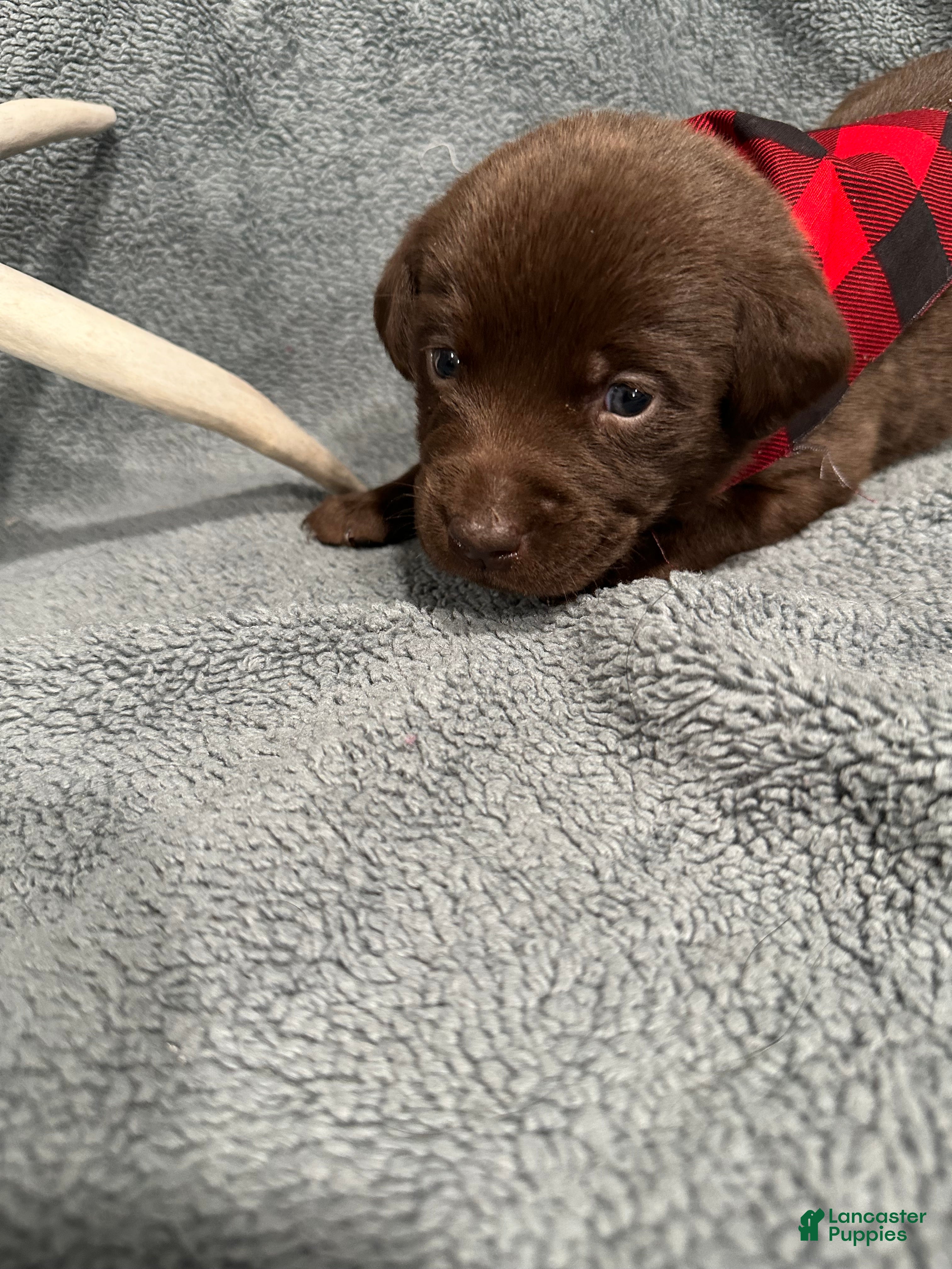 Labrador Retriever dogs Reese’s  - Ad 24