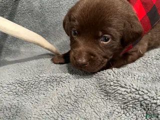 Labrador Retriever dogs Reese’s - Ad 26