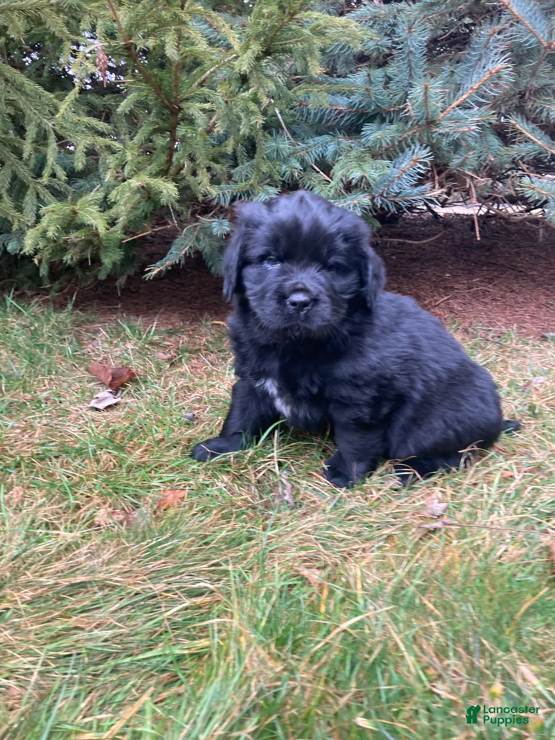 Newfoundland dogs for sale: Asher - Ad 2