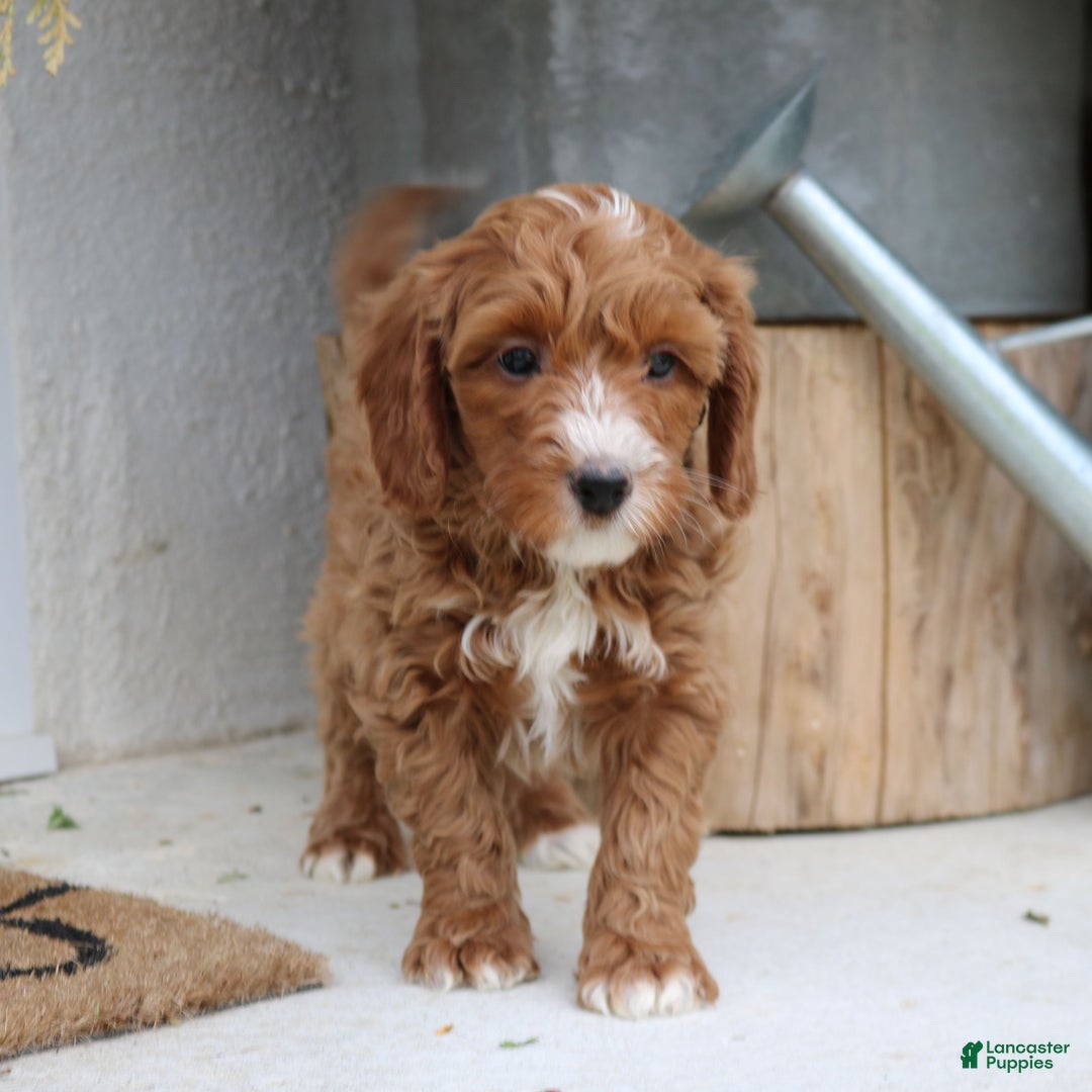 Mini Goldendoodle dogs for sale: Lionel  - Ad 3