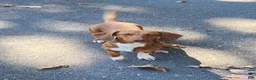 Miniature Dachshund dogs for sale: Tanner - Ad 3