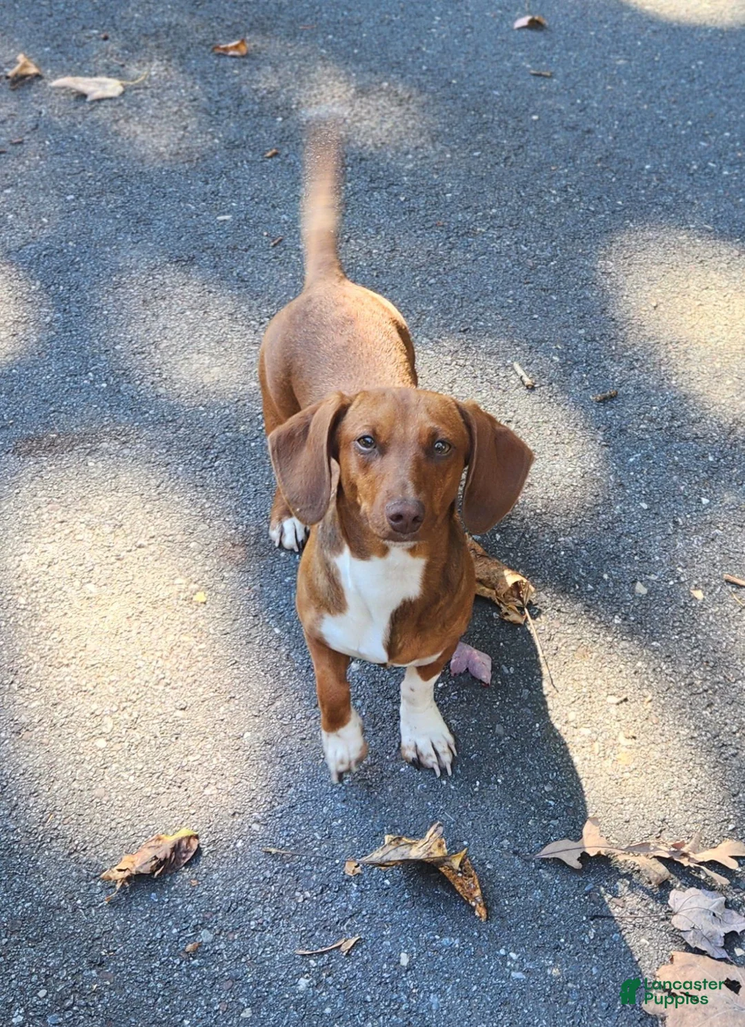 Miniature Dachshund dogs for sale: Tanner - Ad 3