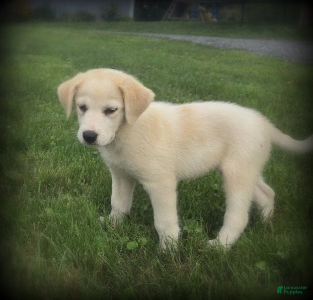 Mixed Breed dogs Lindy - Ad 1