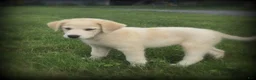 Mixed Breed dogs for sale: Lindy - Ad 1