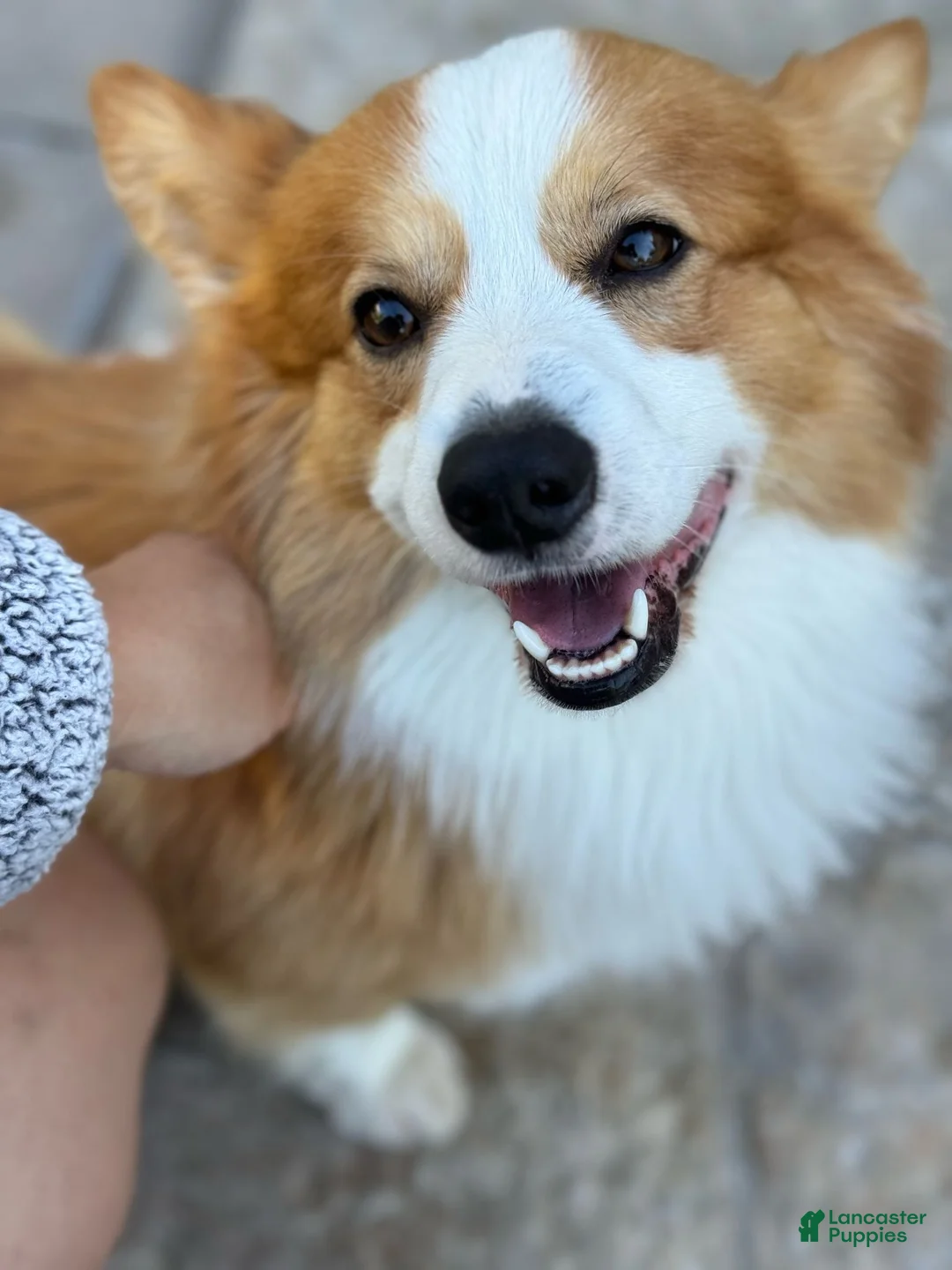 Welsh Corgi Pembroke dogs for sale: Toby - Ad 8