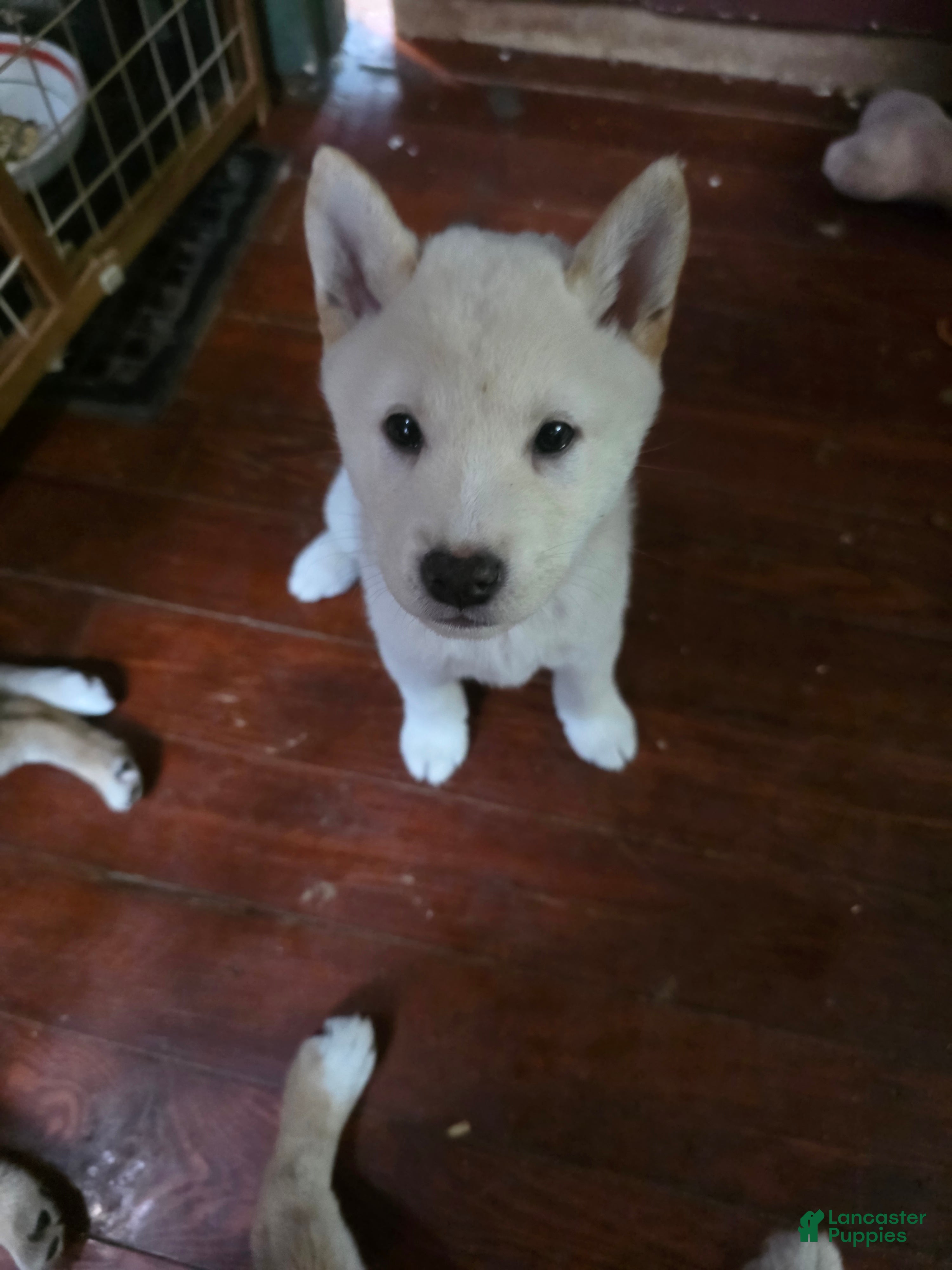 Shiba Inu dogs Cream male - Ad 2