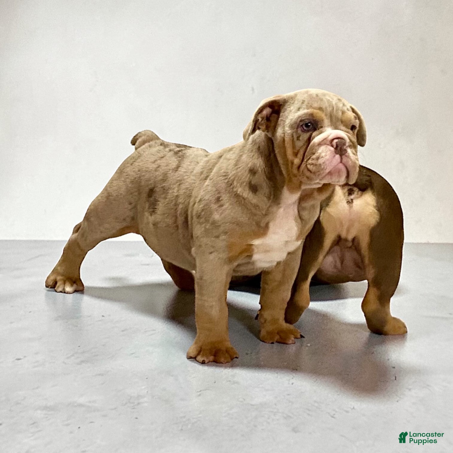 English Bulldog dogs Perfection  - Ad 1