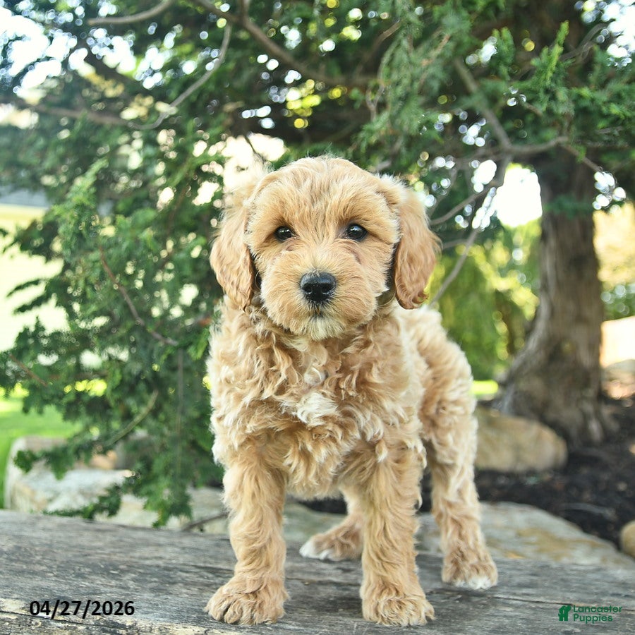 Goldendoodle dogs Maverick - Ad 2