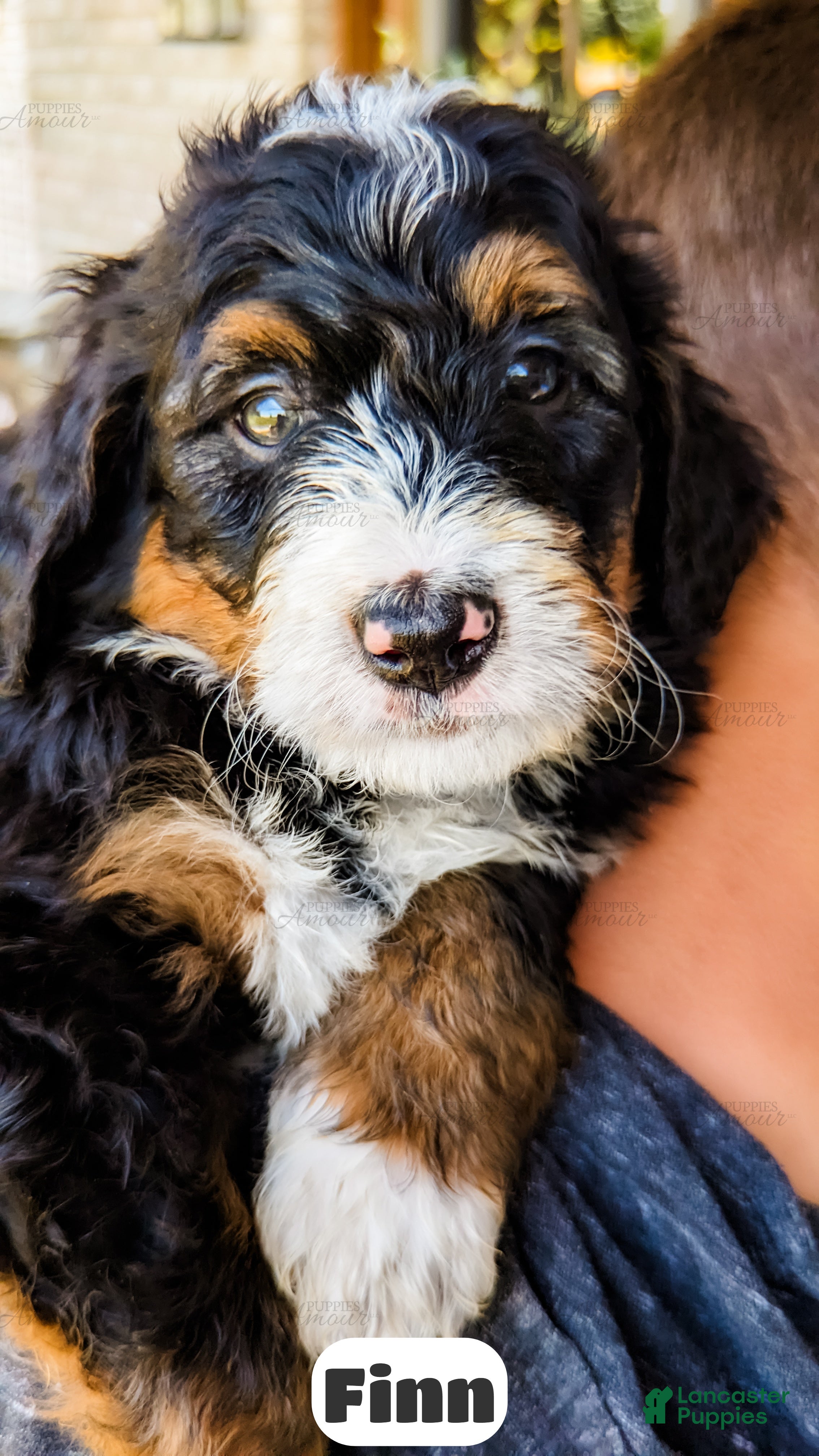 Bernedoodle dogs Finn - Ad 1