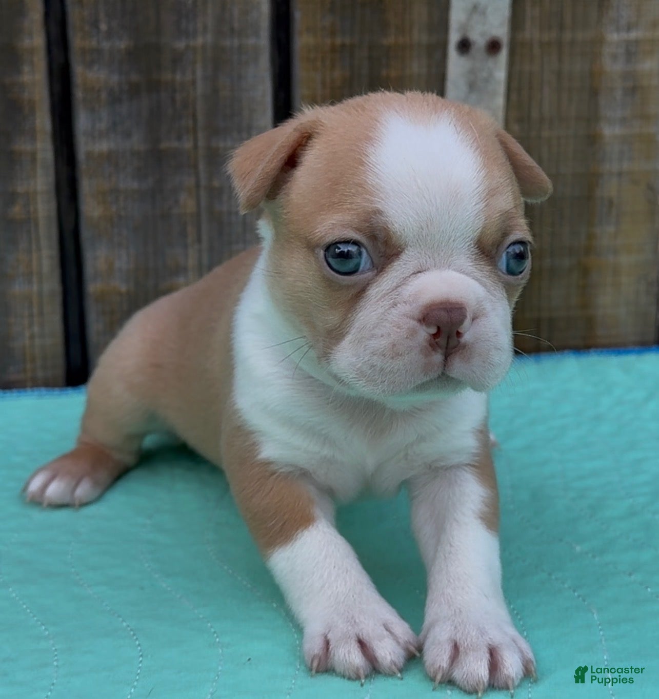 Boston Terrier dogs Boston Terrier 2 - Ad 12