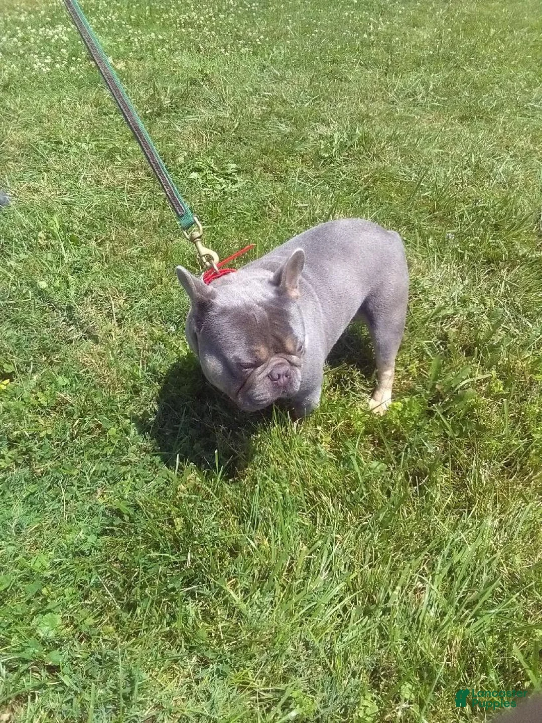 Frenchton dogs for sale: Rayna - Ad 7